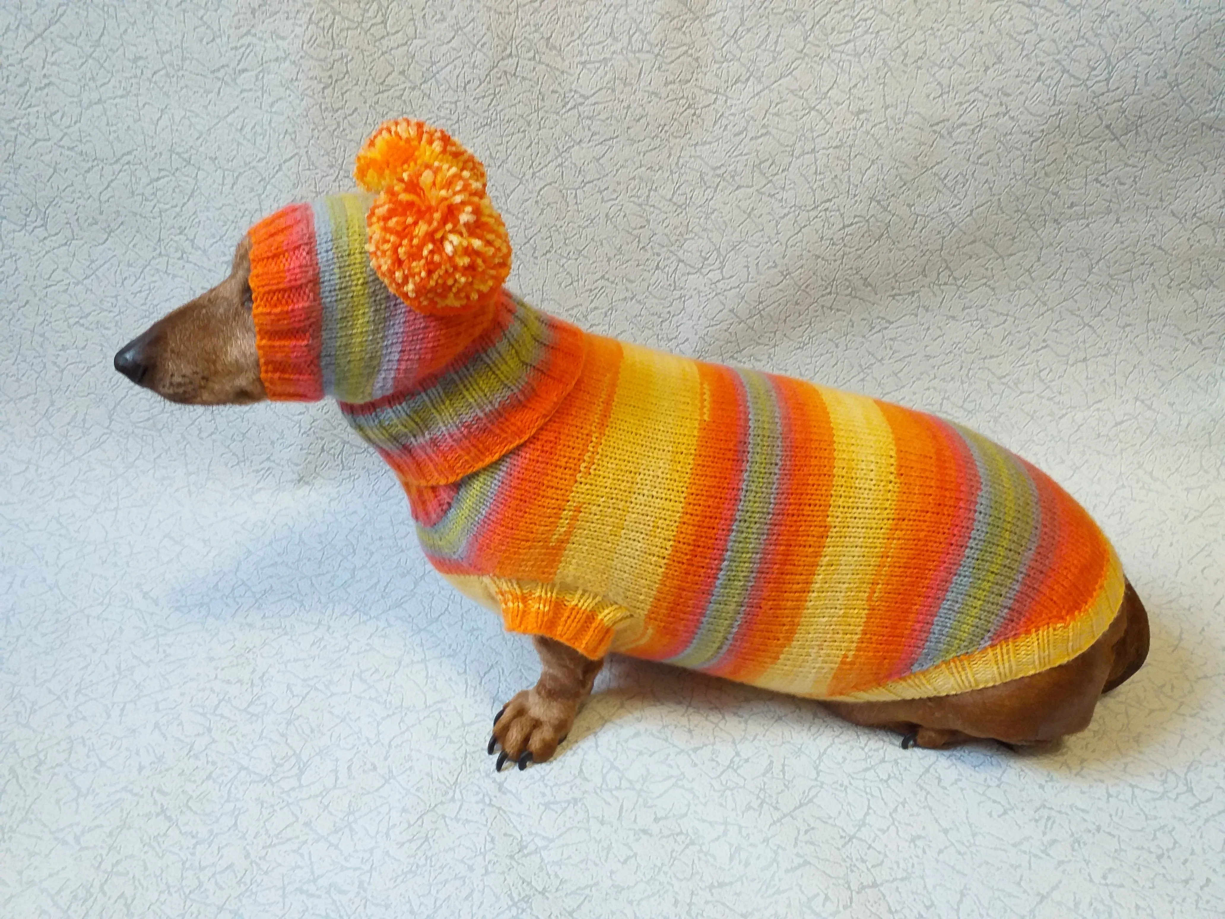 Costume for miniature dachshund sweater and hat, Doxie sweater and hat set, clothes for small dog of dachshund