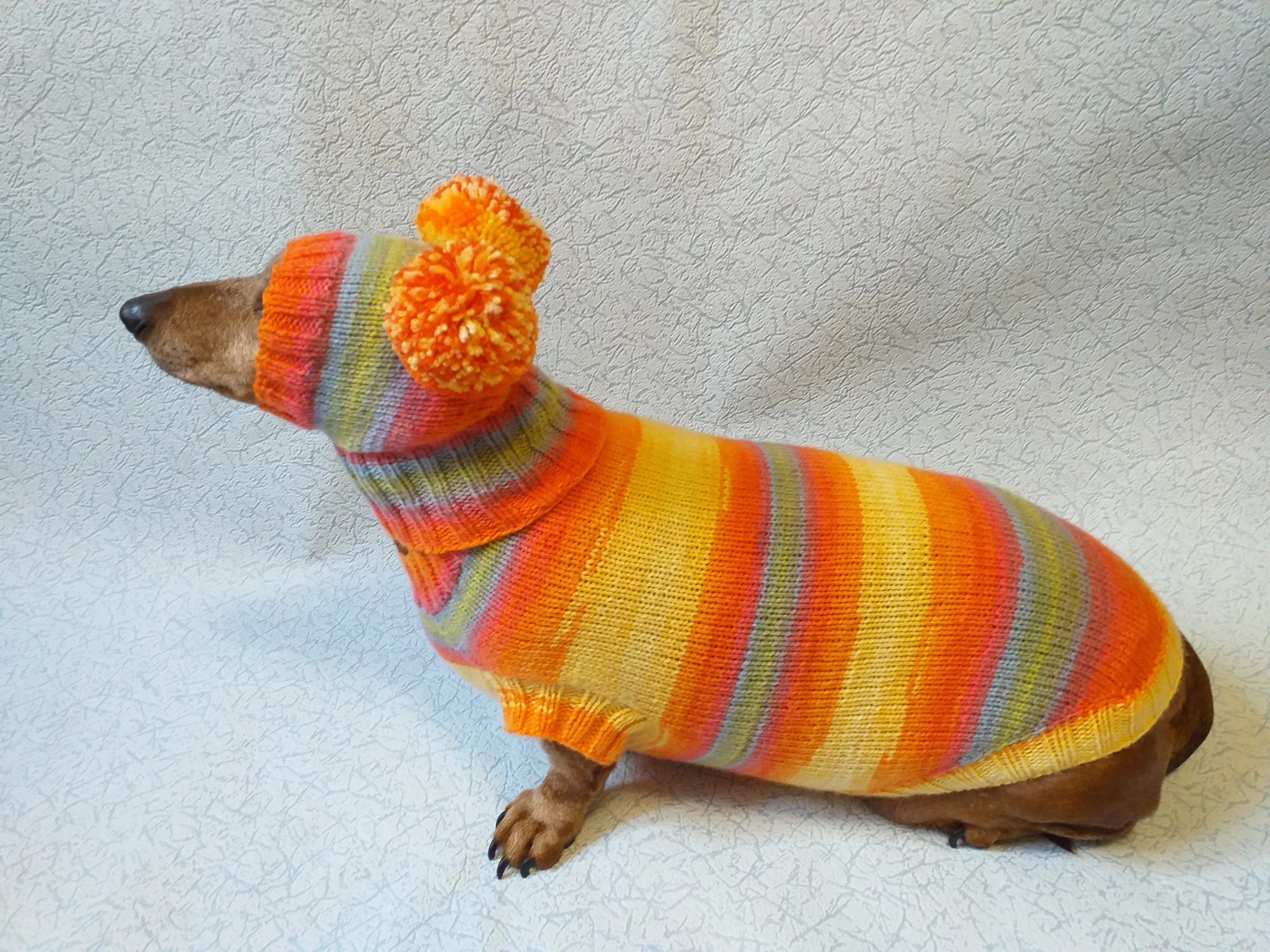 Costume for miniature dachshund sweater and hat, Doxie sweater and hat set, clothes for small dog of dachshund