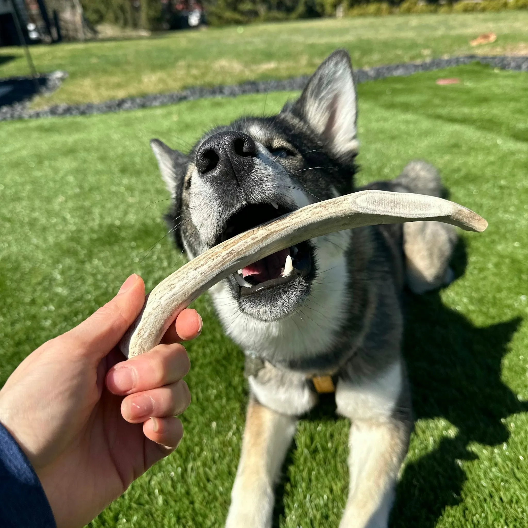 Split Reindeer Antlers for Dogs