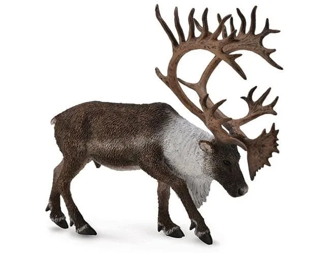 Woodland Caribou