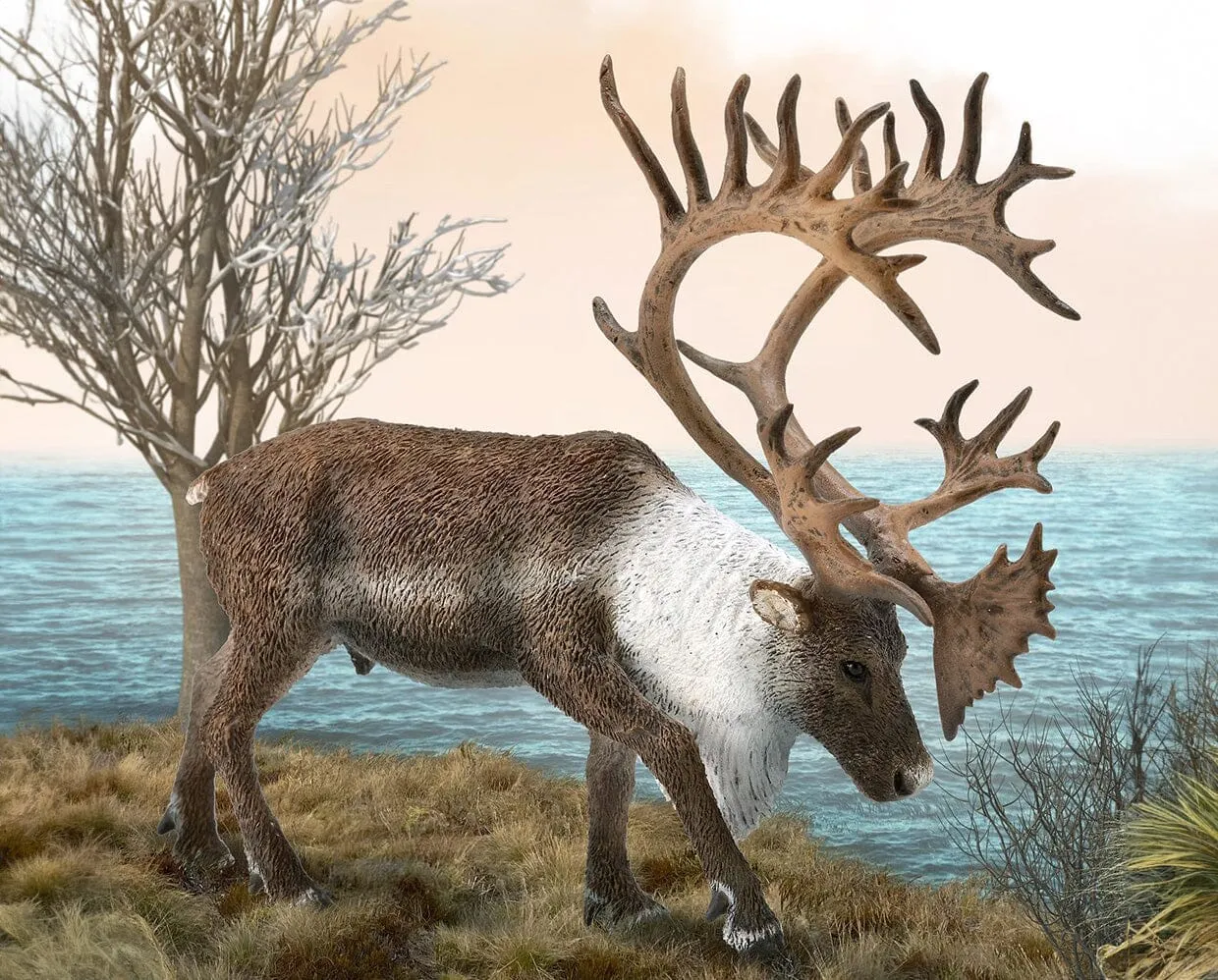 Woodland Caribou